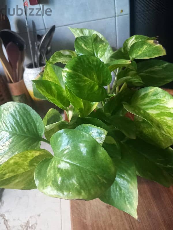 home grown plants for sale 2