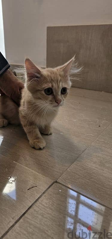 قطط تركش ذكر للييع ٣ شهور Turkish angura kittens 3 months old 1