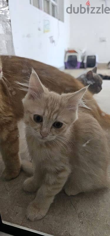 قطط تركش ذكر للييع ٣ شهور Turkish angura kittens 3 months old 3