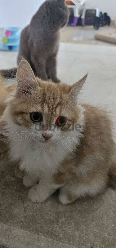 قطط تركش ذكر للييع ٣ شهور Turkish angura kittens 3 months old 7