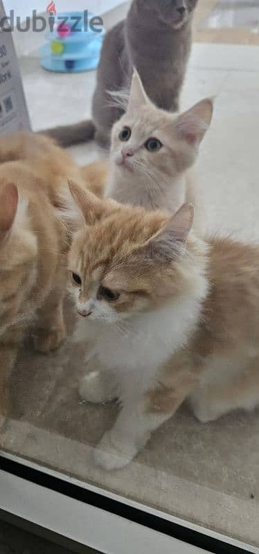 قطط تركش ذكر للييع ٣ شهور Turkish angura kittens 3 months old 8