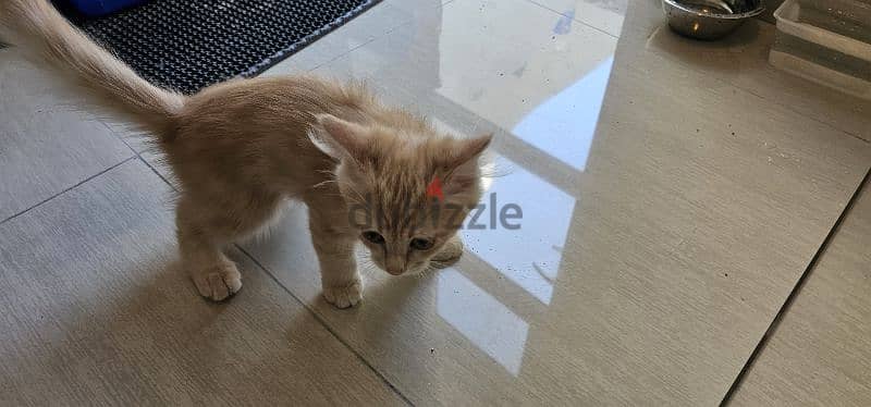 قطط تركش ذكر للييع ٣ شهور Turkish angura kittens 3 months old 9