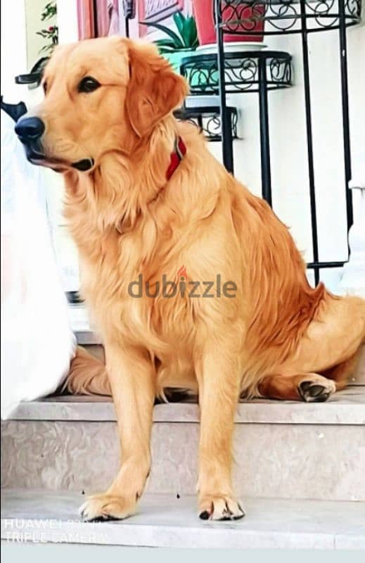 PURE BREED GOLDEN RETRIEVER 1