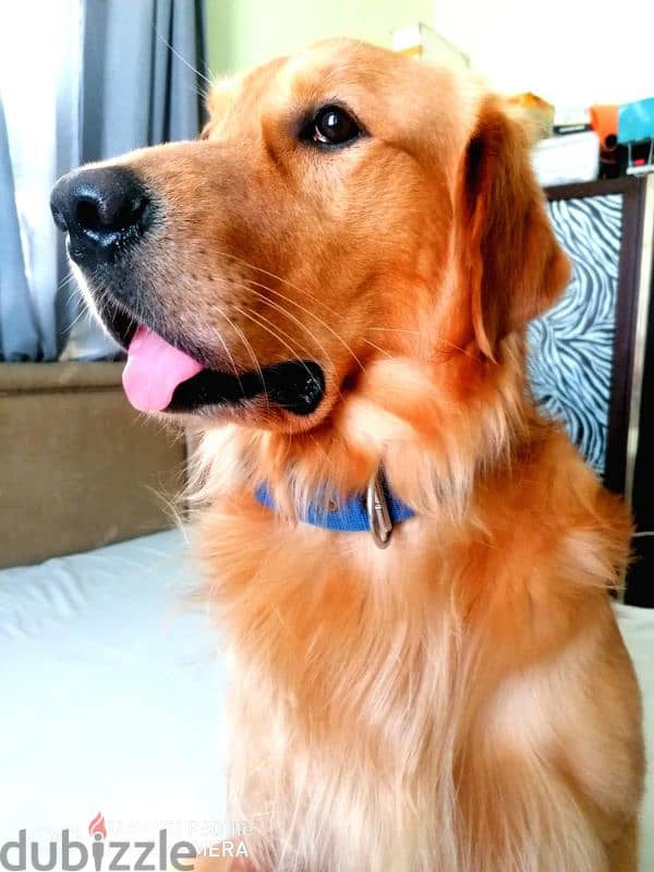 PURE BREED GOLDEN RETRIEVER 2