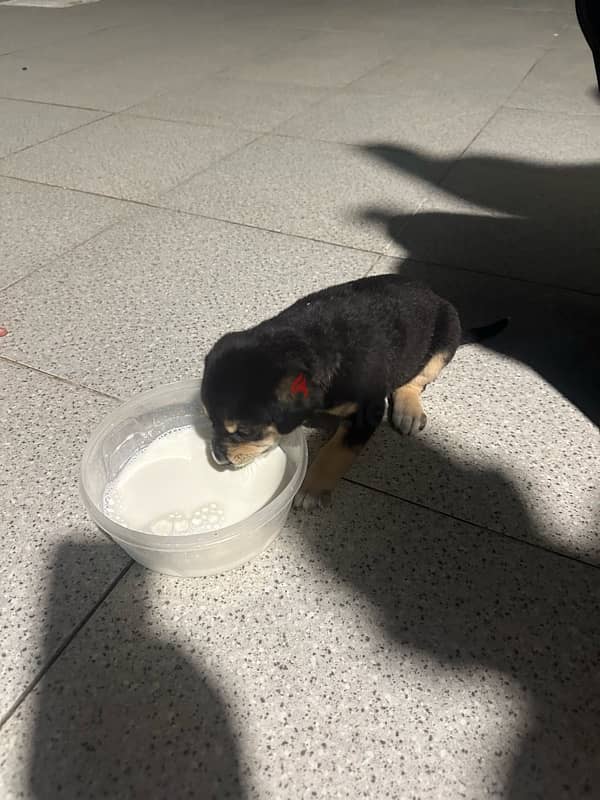 Rottweiler for sell 1