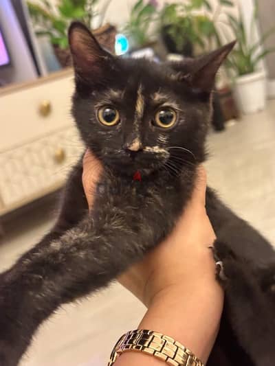 playful loving kitten for adoption