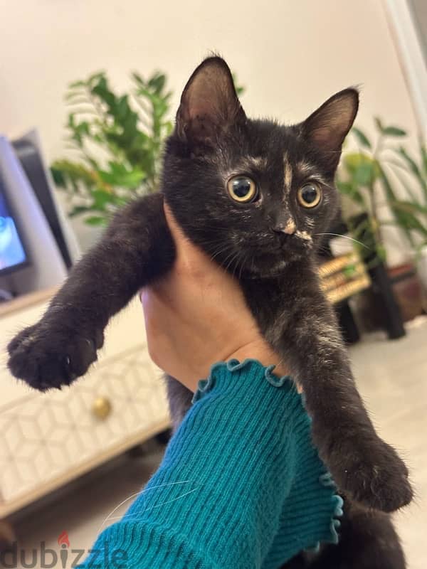 playful loving kitten for adoption 6