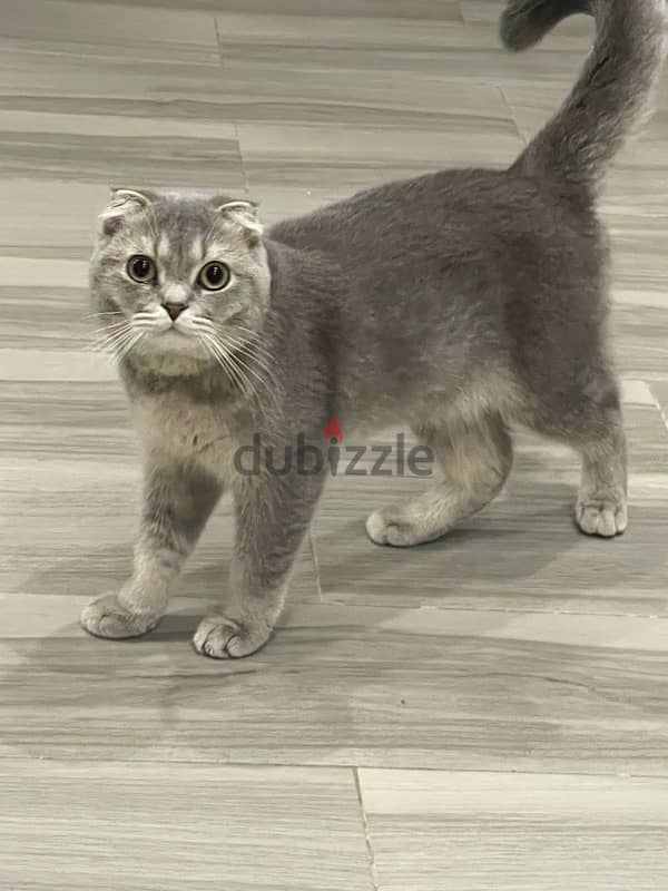 Scottish fold male 2