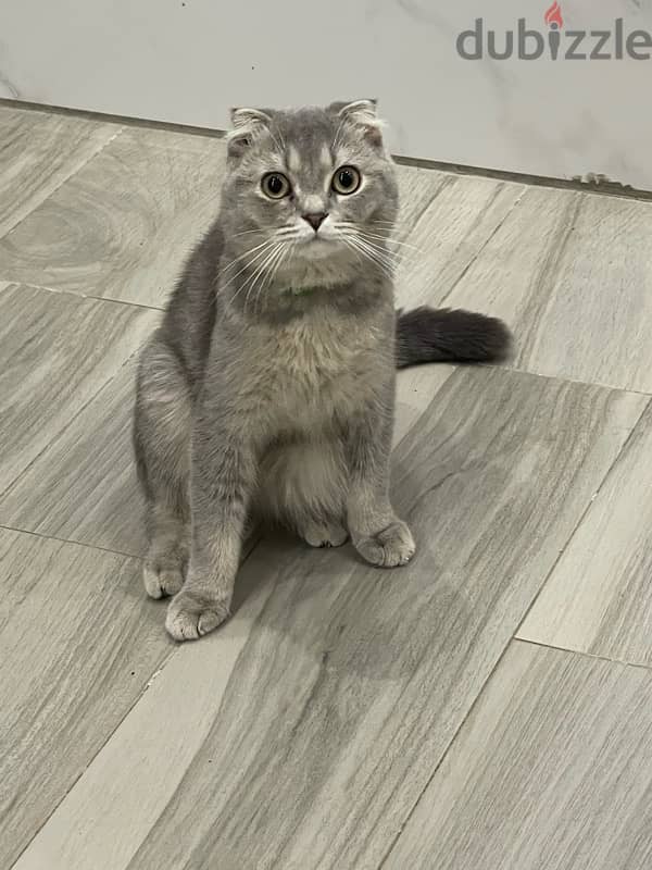 Scottish fold male 4