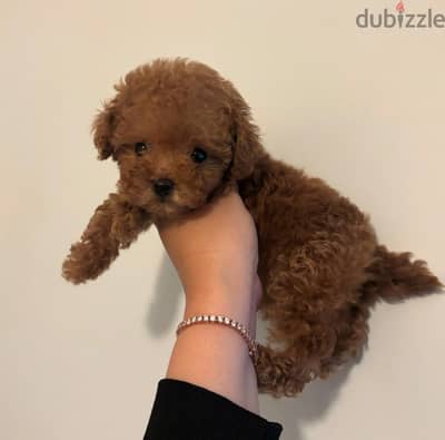 Tcup poodle puppies for sale