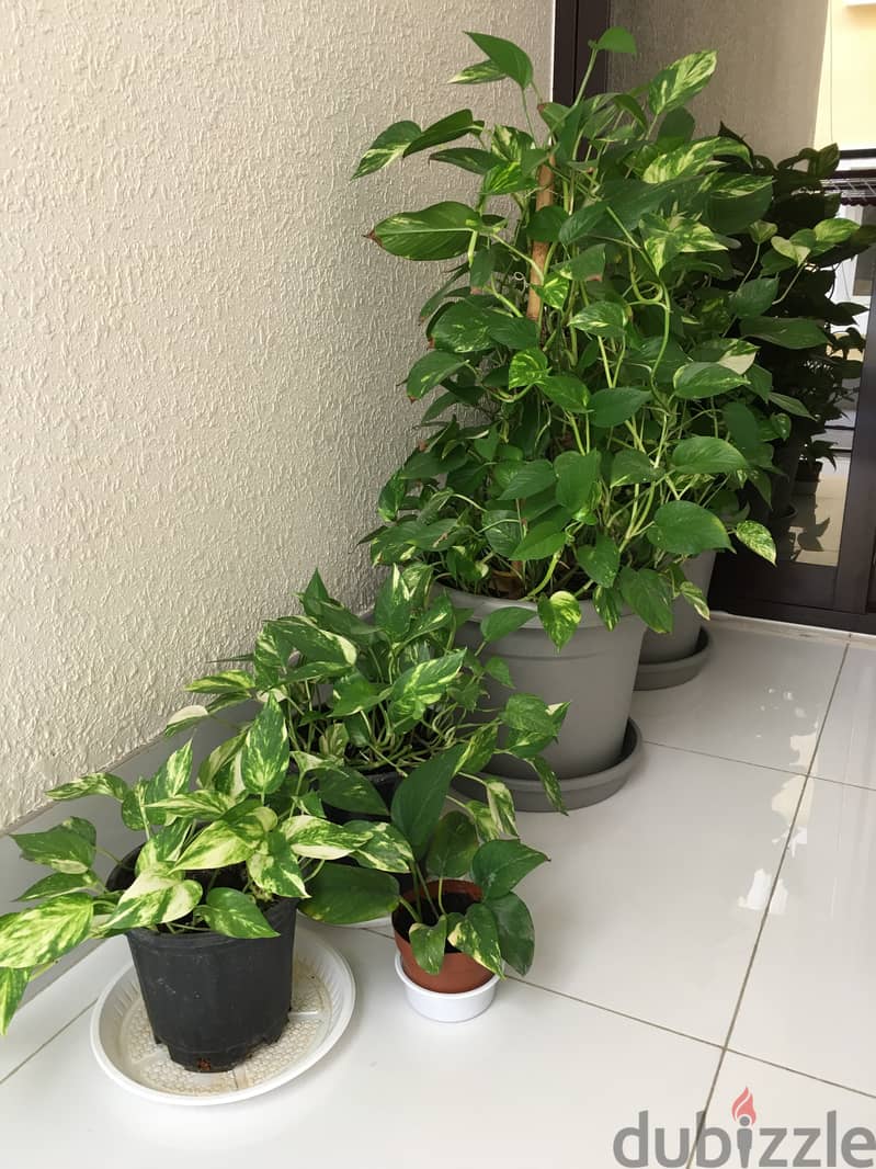 Indore money plants 1