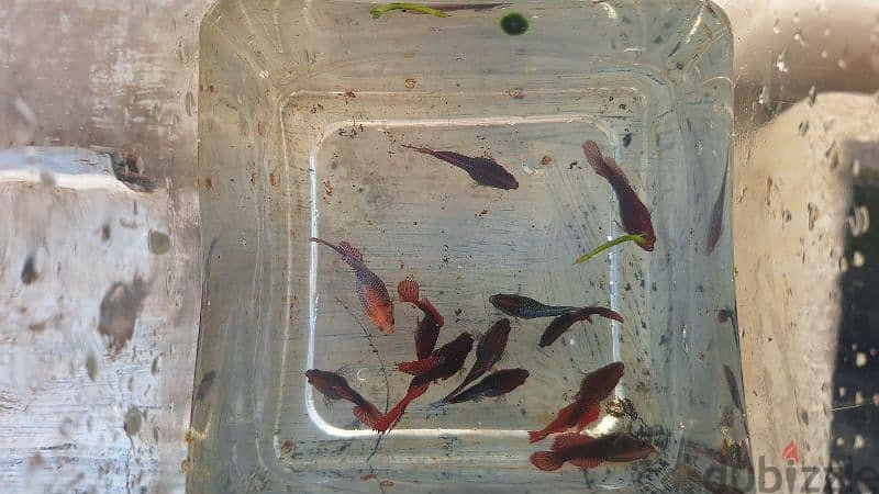 12 Betta fish for sale at mawaleah 0