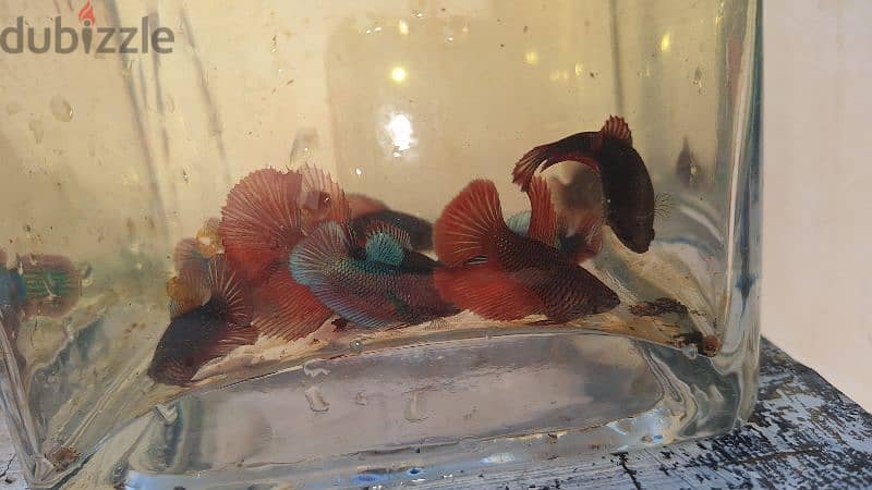 12 Betta fish for sale at mawaleah 1