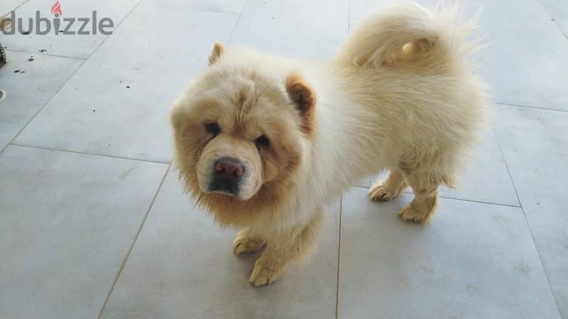 chow chow dog 0