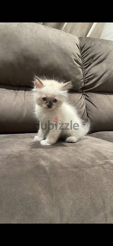 قطة سيامي هيمالايا purebred Siamese and Himalayan cat 0