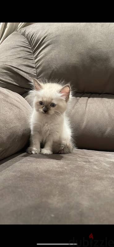 قطة سيامي هيمالايا purebred Siamese and Himalayan cat 1