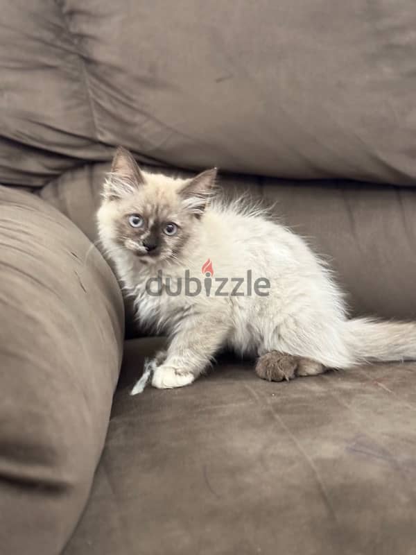 قطة سيامي هيمالايا purebred Siamese and Himalayan cat 3