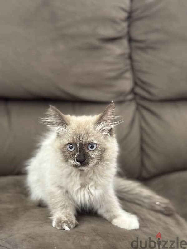 قطة سيامي هيمالايا purebred Siamese and Himalayan cat 4