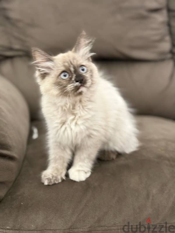 قطة سيامي هيمالايا purebred Siamese and Himalayan cat 5