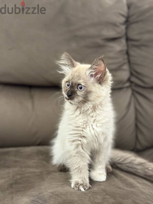 قطة سيامي هيمالايا purebred Siamese and Himalayan cat 6