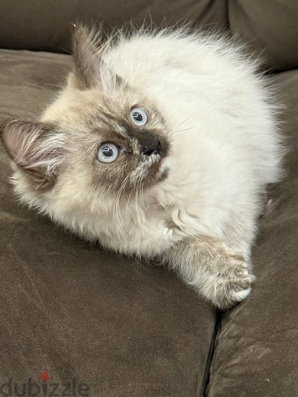 قطة سيامي هيمالايا purebred Siamese and Himalayan cat 7