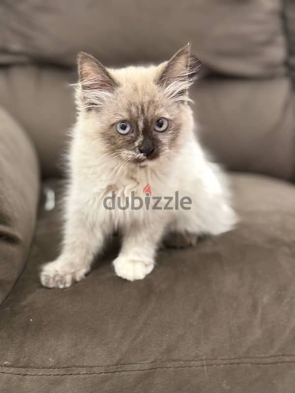 قطة سيامي هيمالايا purebred Siamese and Himalayan cat 10