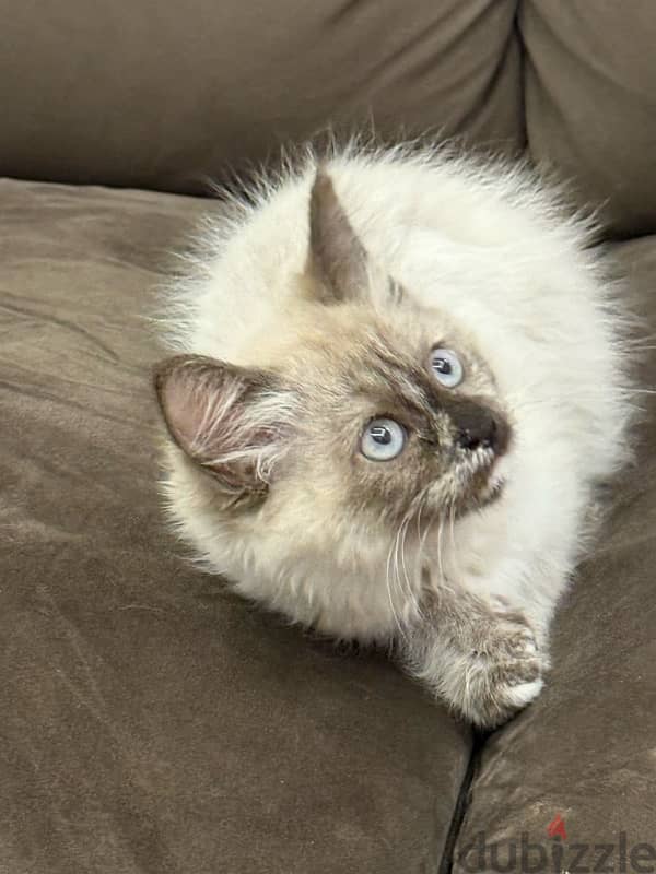 قطة سيامي هيمالايا purebred Siamese and Himalayan cat 11