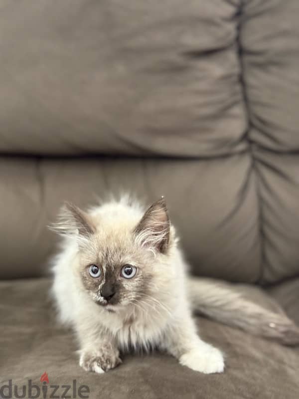 قطة سيامي هيمالايا purebred Siamese and Himalayan cat 12