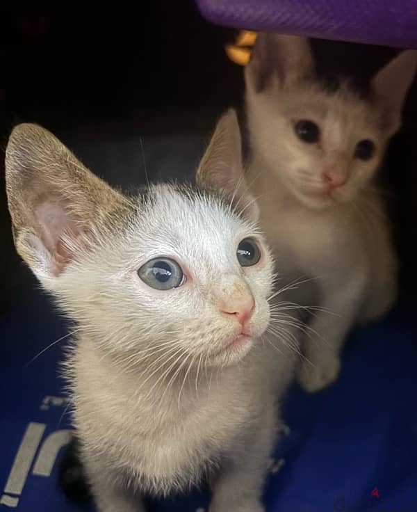 Adorable kittens for adoption 3