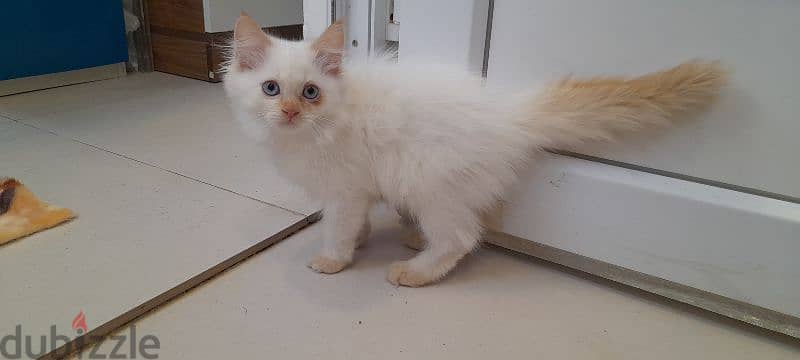 Persian cat 97426245 0