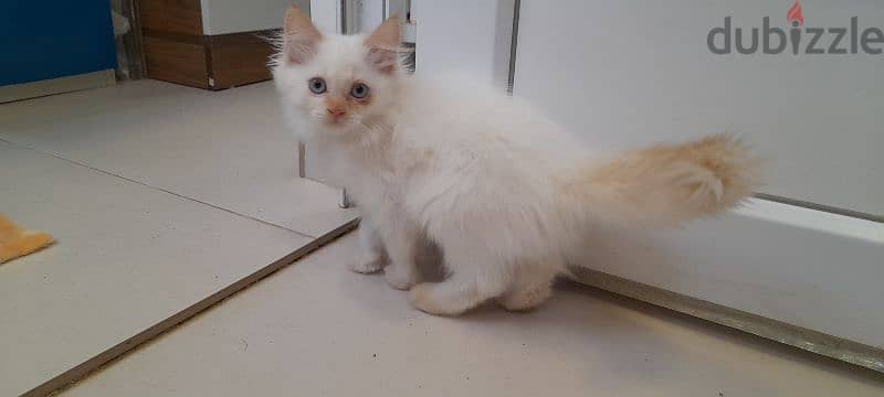 Persian cat 97426245 1