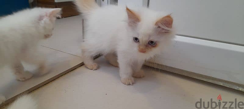 Persian cat 97426245 2