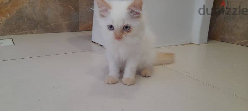 Persian cat 97426245 4