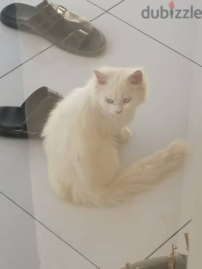 a white cat for sale around 4 months old with her food