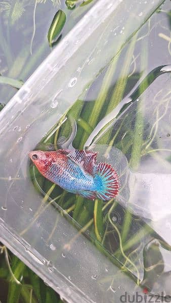 12 Betta fish for sale at mawaleah 2