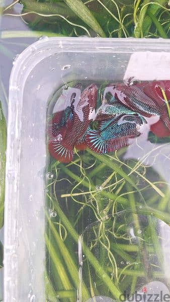 12 Betta fish for sale at mawaleah 3