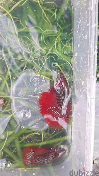 12 Betta fish for sale at mawaleah 4