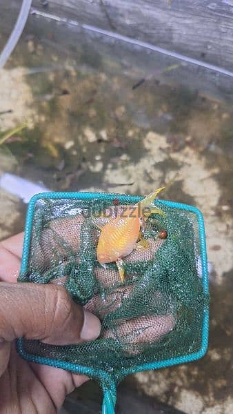 Albino Corydoras fish for sale at mawaleah 0