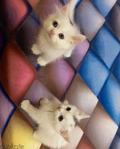 Persian kittens