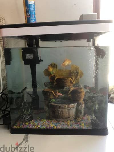 Fish aquarium