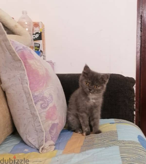 3mos short hair british for. sale 0