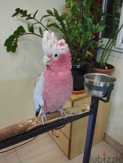 cockatoo