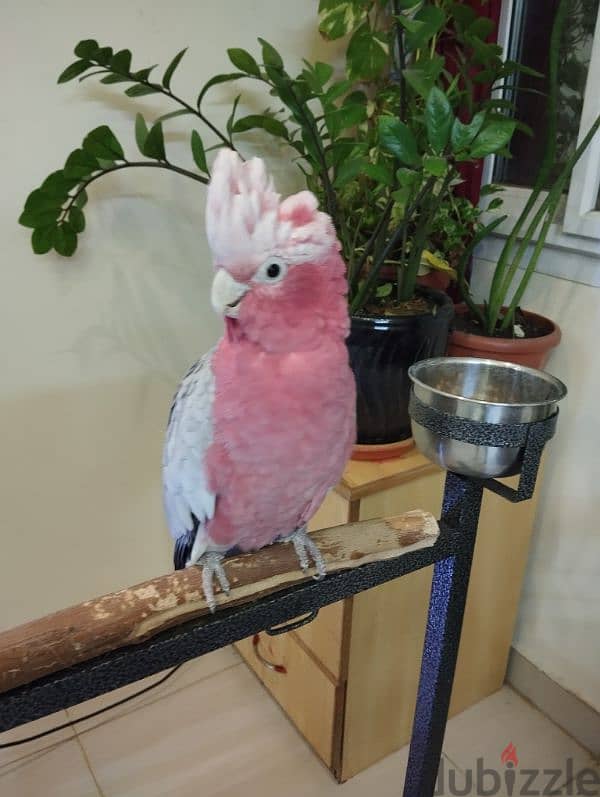 cockatoo galah 0