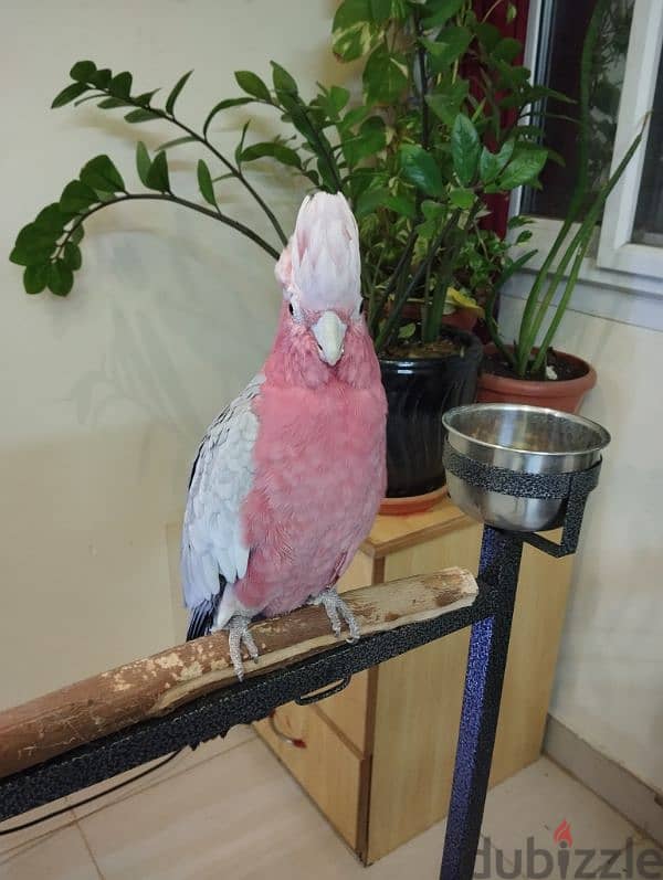 cockatoo galah 1