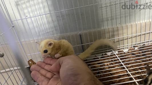 White male and brown female with three cage