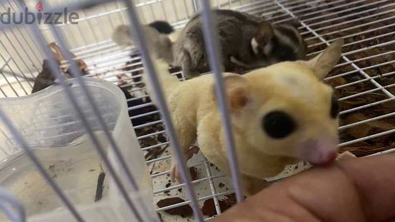 White male and brown female with three cage 1