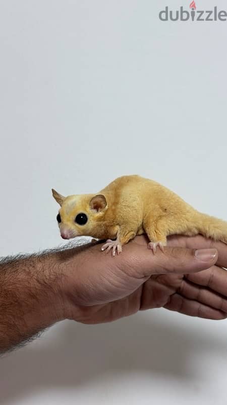 White male and brown female with three cage 4