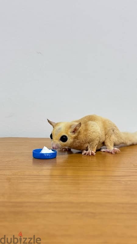 White male and brown female with three cage 5