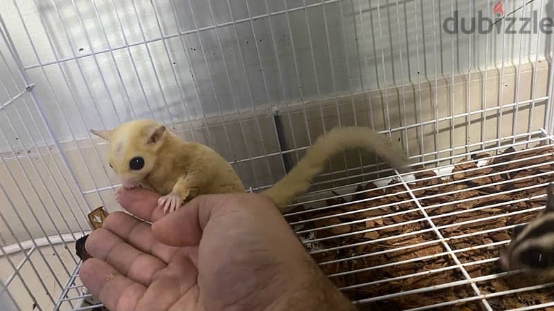 White male and brown female with three cage 6