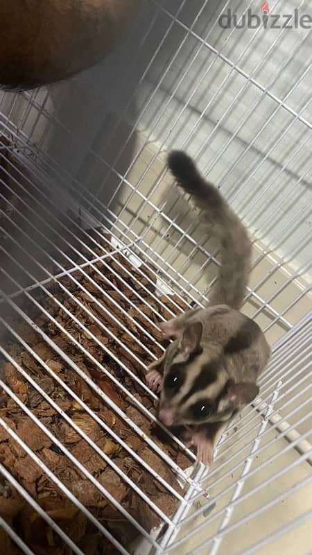 White male and brown female with three cage 7